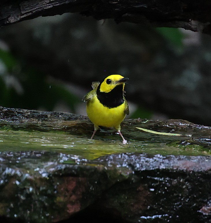 Hooded Warbler - ML619995962