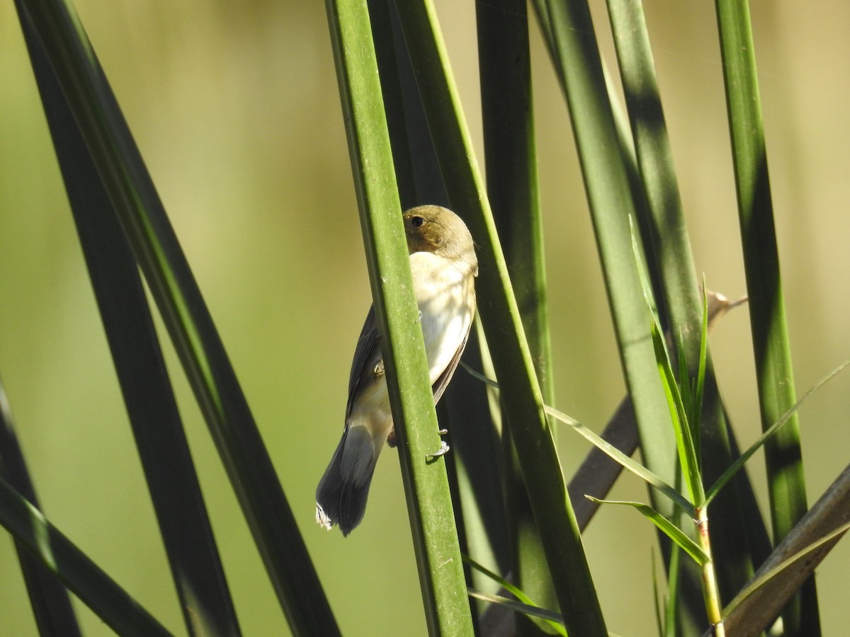 Double-collared Seedeater - ML619995972