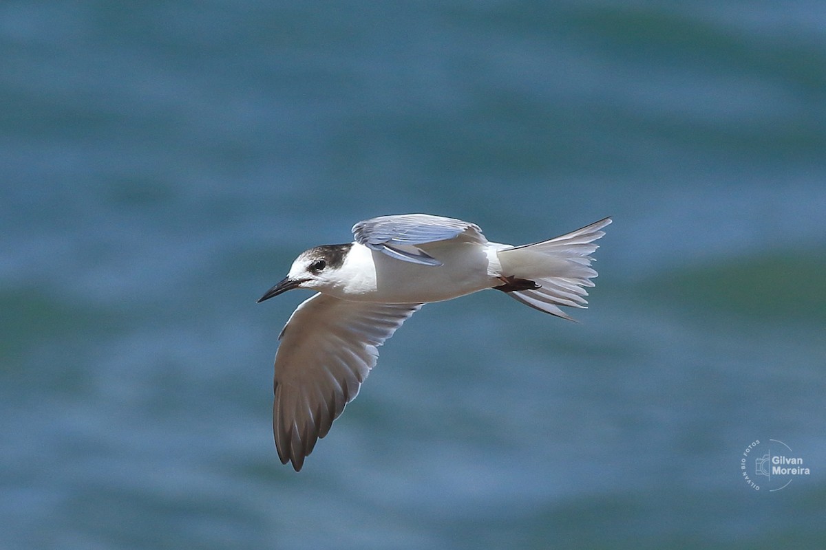 Common Tern - ML619995983