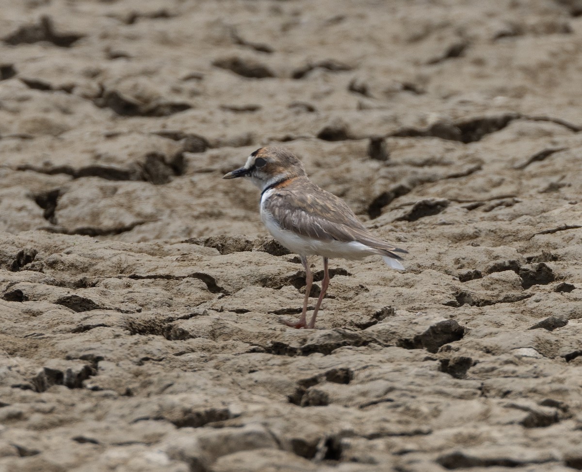 Collared Plover - ML619995985