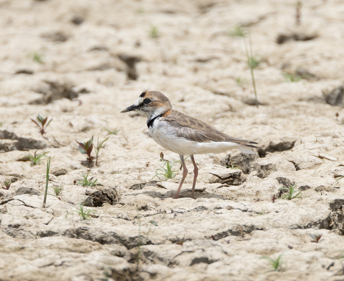 Collared Plover - ML619995986