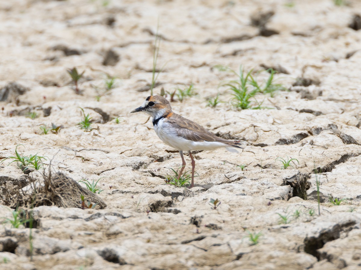 Collared Plover - ML619995987
