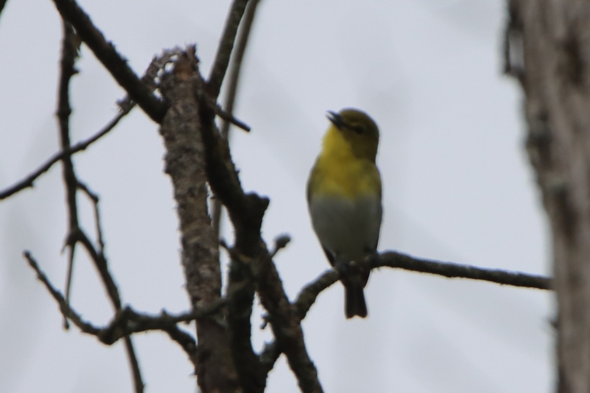 Viréo à gorge jaune - ML619996003