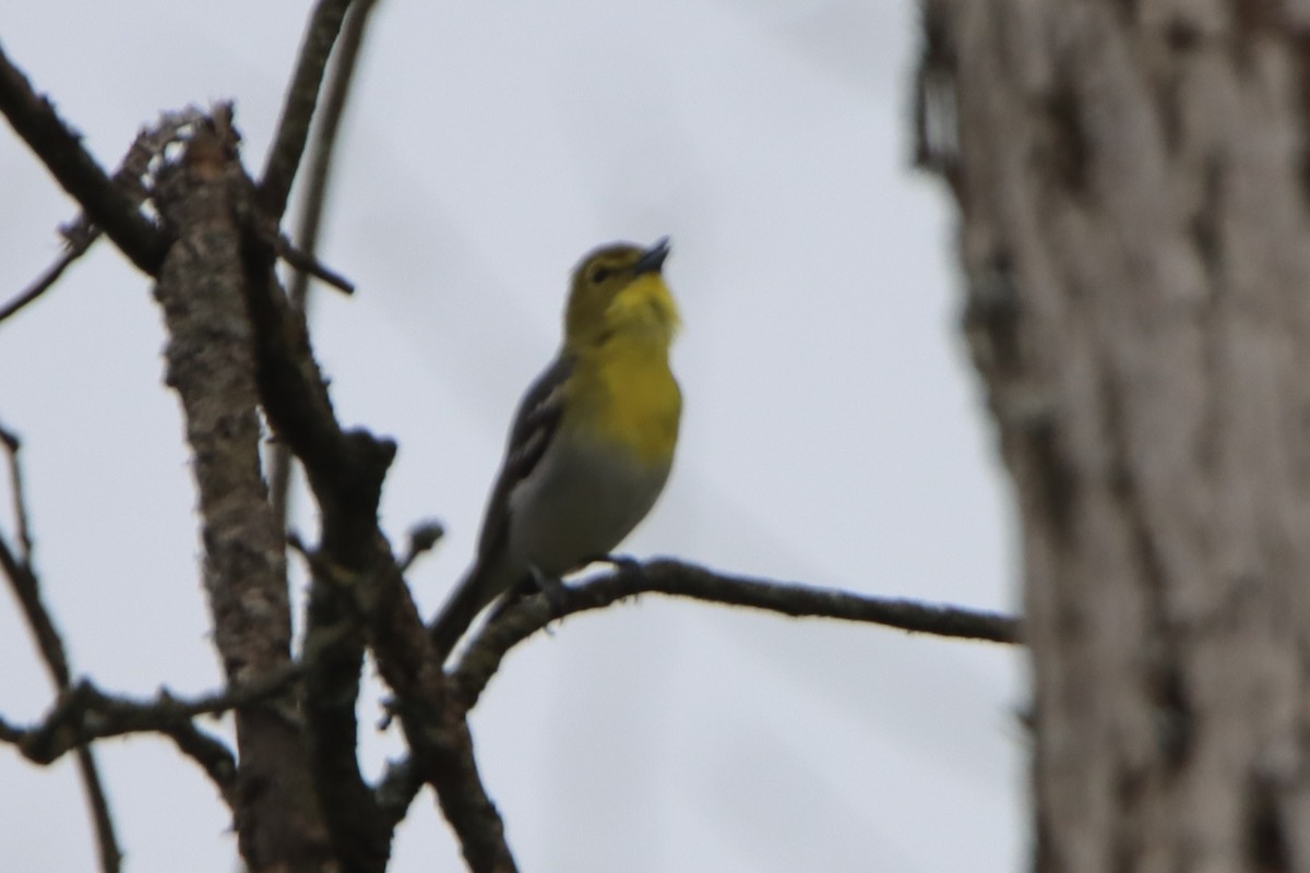 Yellow-throated Vireo - ML619996010