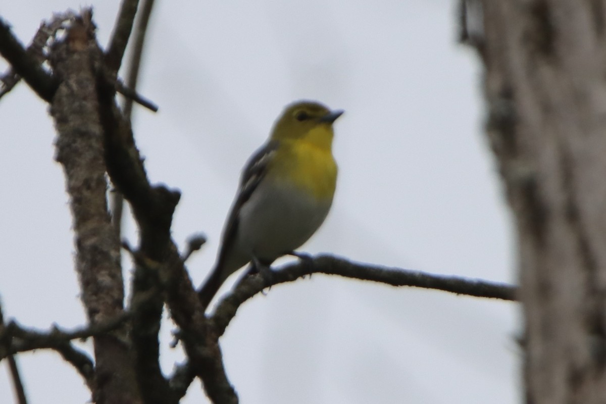 Yellow-throated Vireo - ML619996013