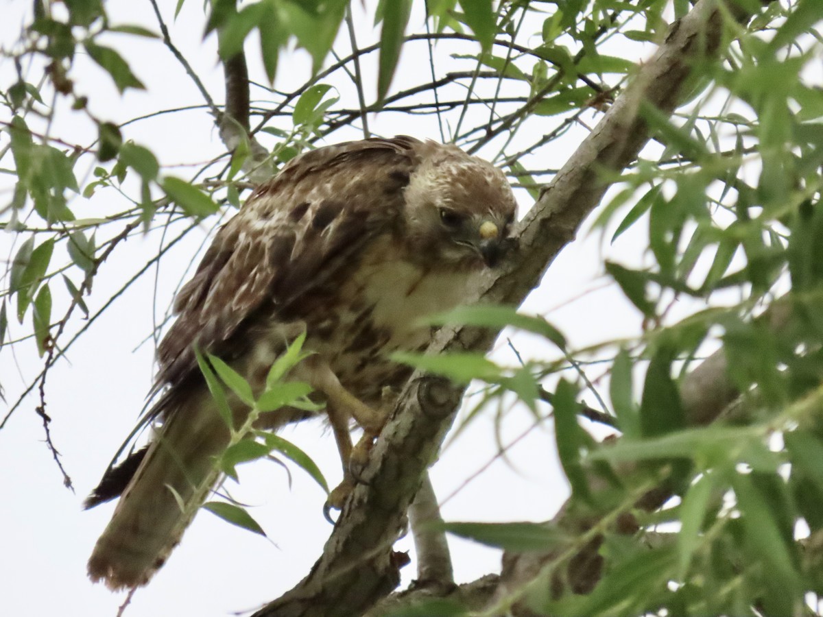 Red-tailed Hawk - ML619996016