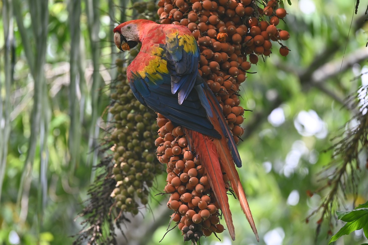 Scarlet Macaw - ML619996037