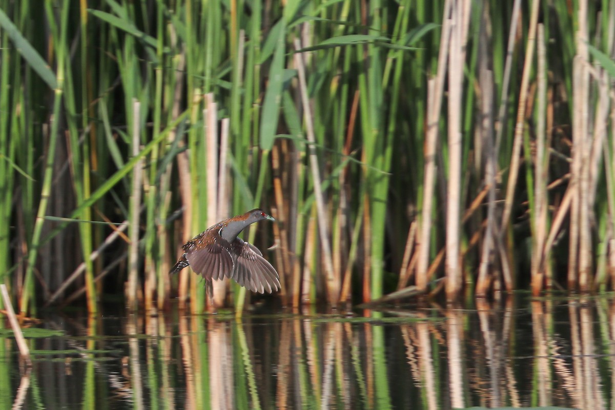 Baillon's Crake - ML619996054