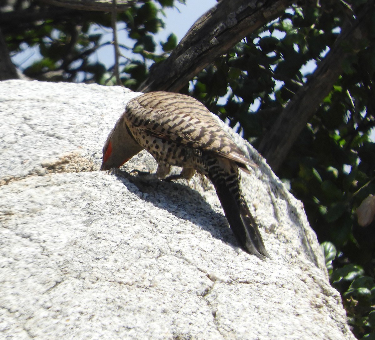 Northern Flicker (Red-shafted) - ML619996067