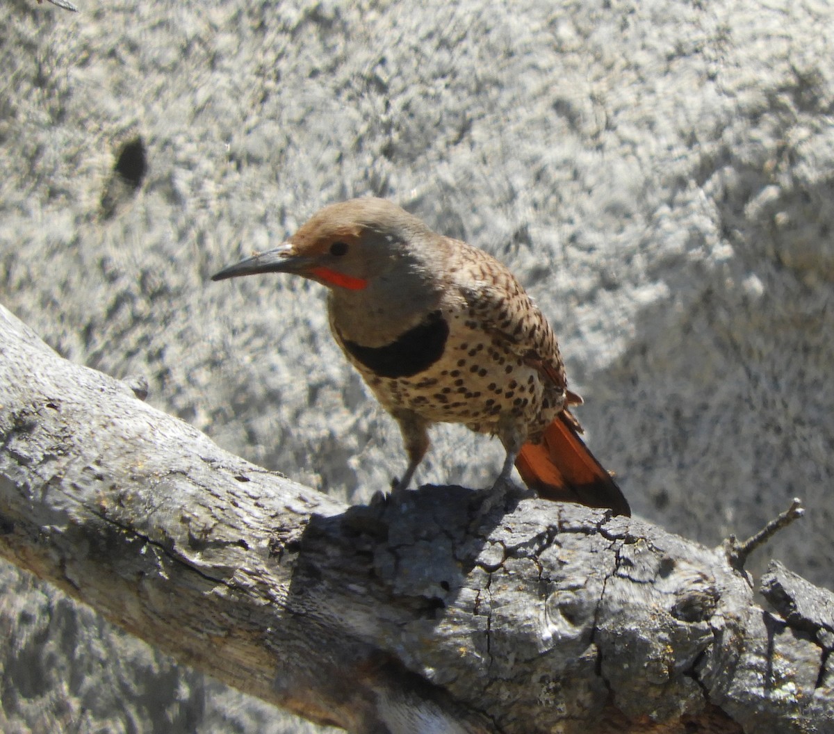 Northern Flicker (Red-shafted) - ML619996068
