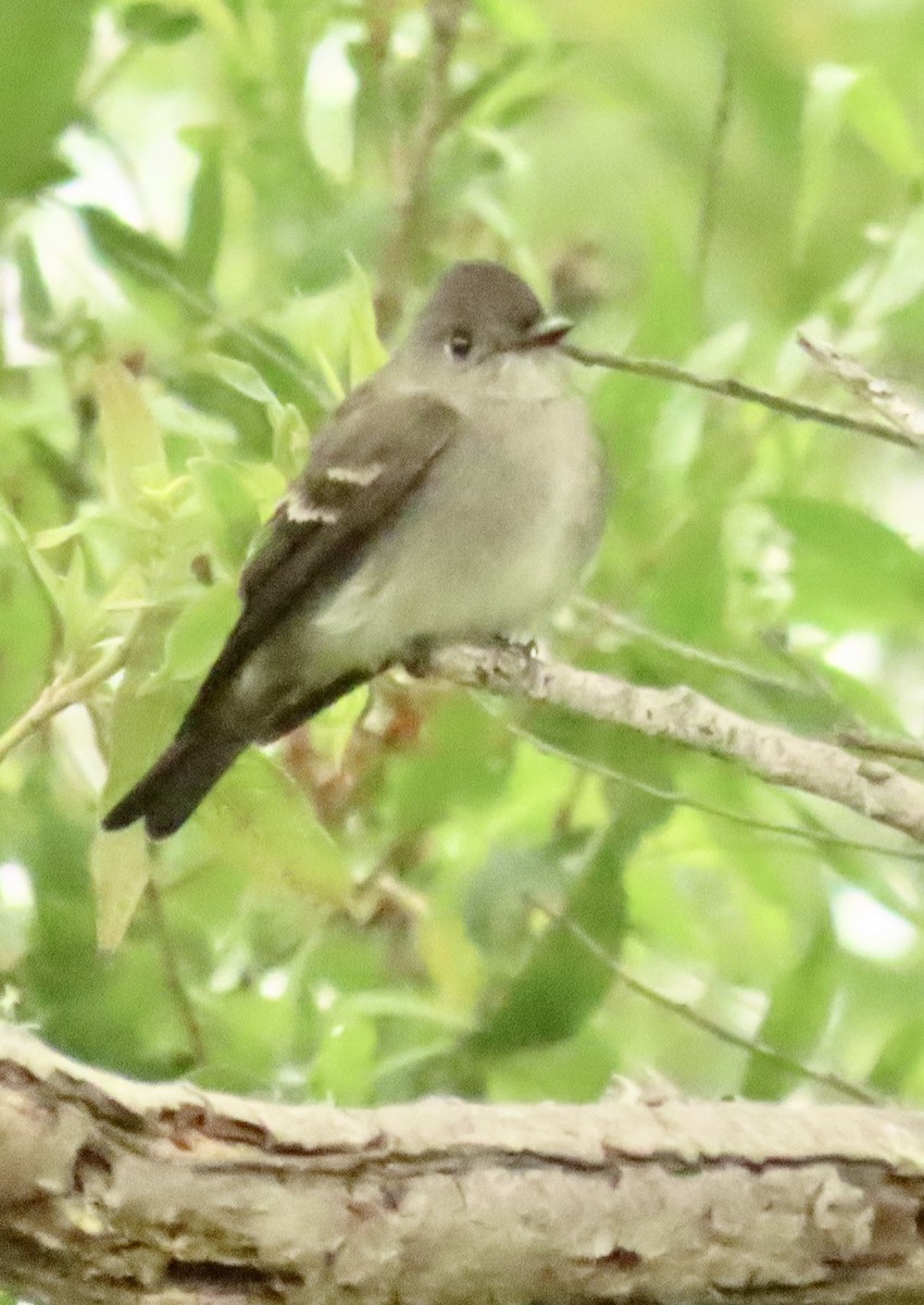 Western Wood-Pewee - Nancy Salem