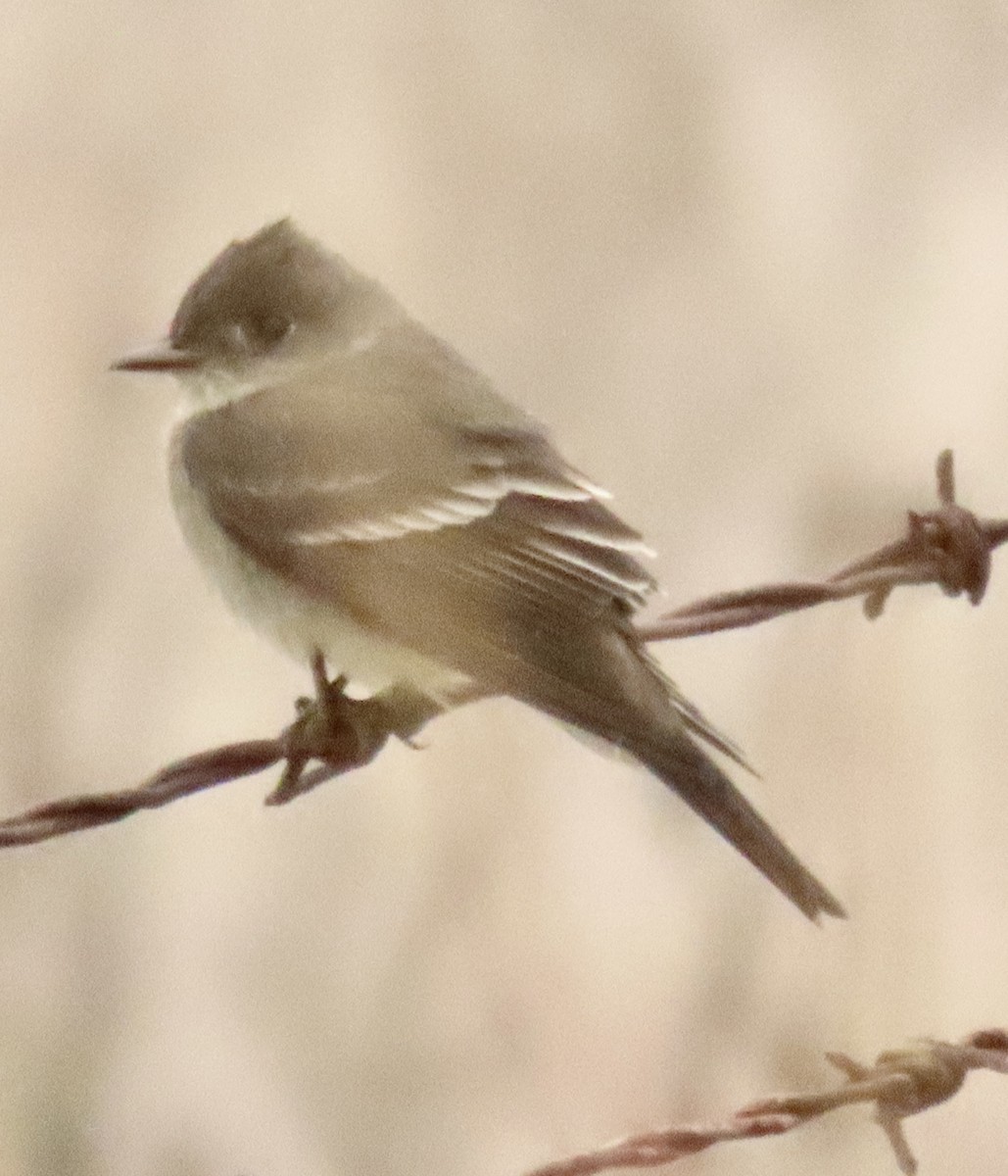 Western Wood-Pewee - Nancy Salem