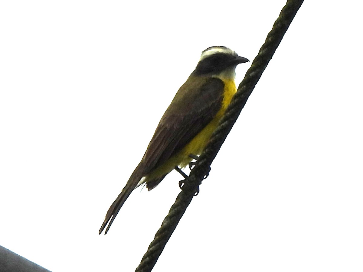 Rusty-margined Flycatcher - ML619996073