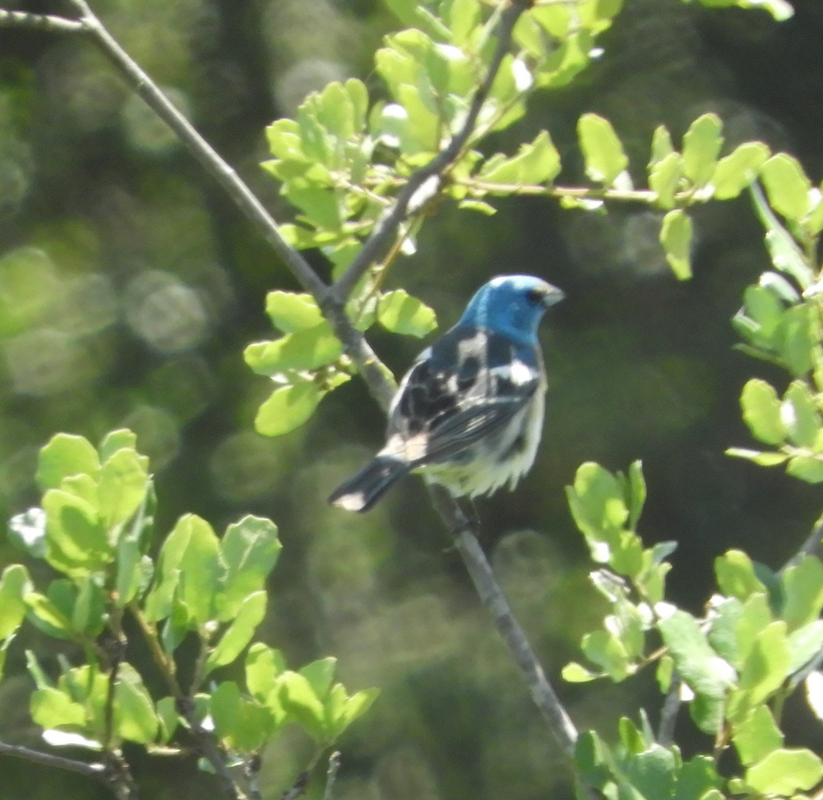 Lazuli Bunting - ML619996079