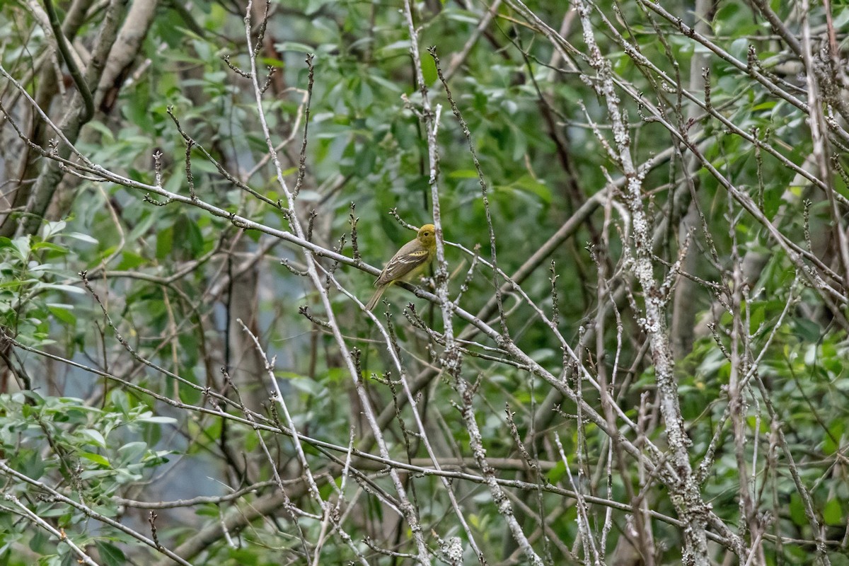 Western Tanager - ML619996080
