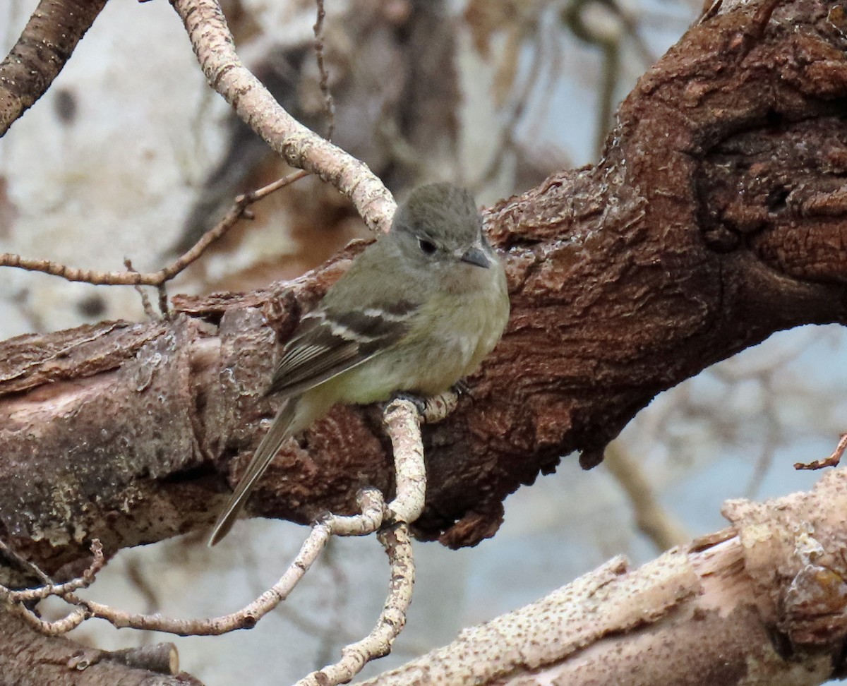 Dusky Flycatcher - ML619996081