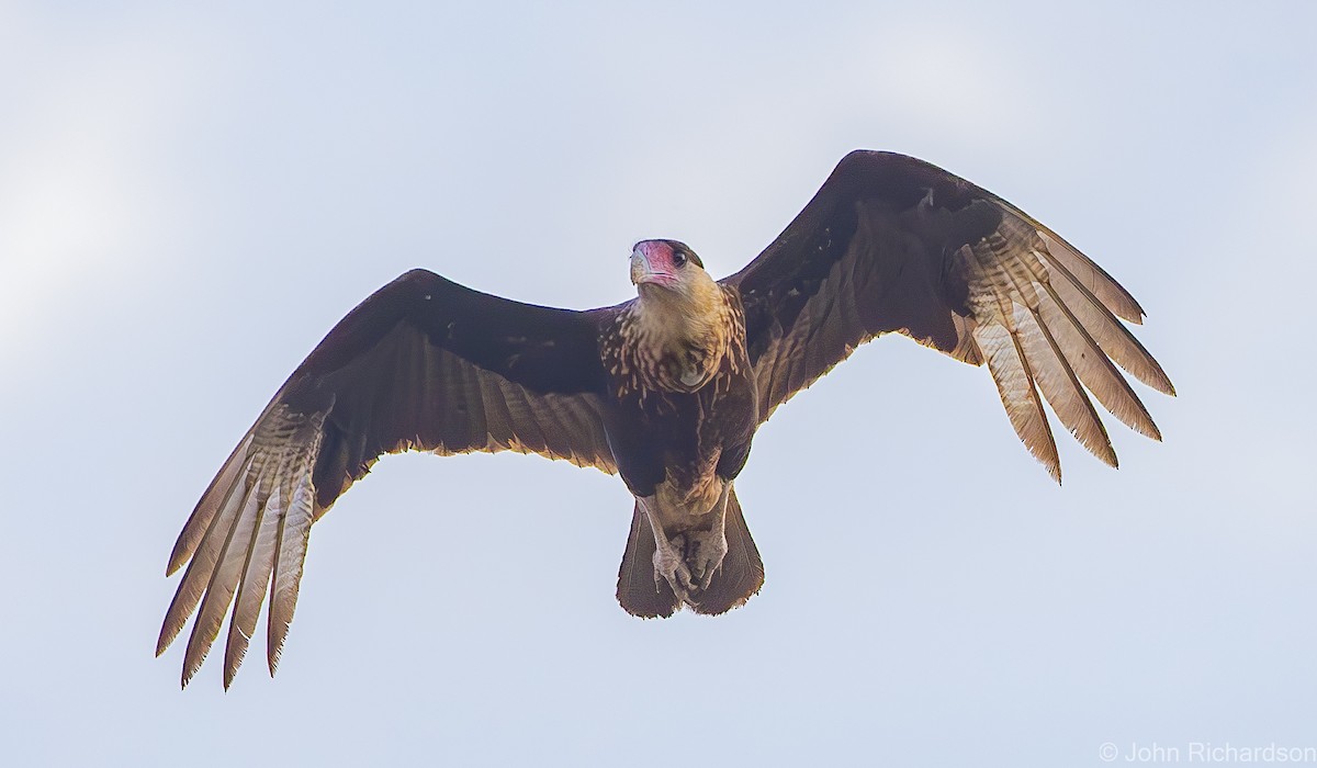 Caracara huppé (cheriway) - ML619996084