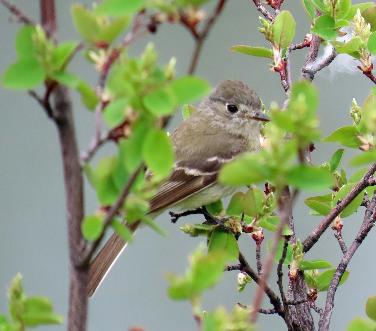 Dusky Flycatcher - ML619996085