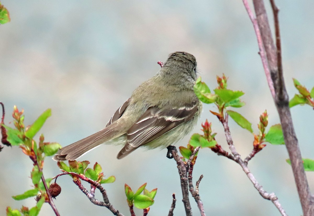 Dusky Flycatcher - ML619996086