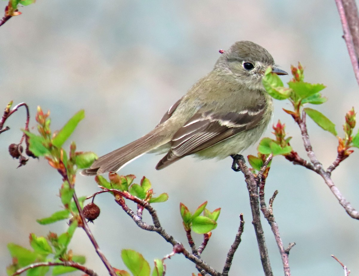 Dusky Flycatcher - ML619996087