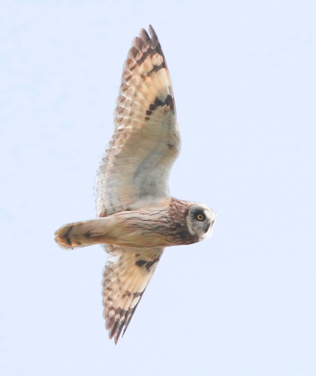 Short-eared Owl - ML619996096