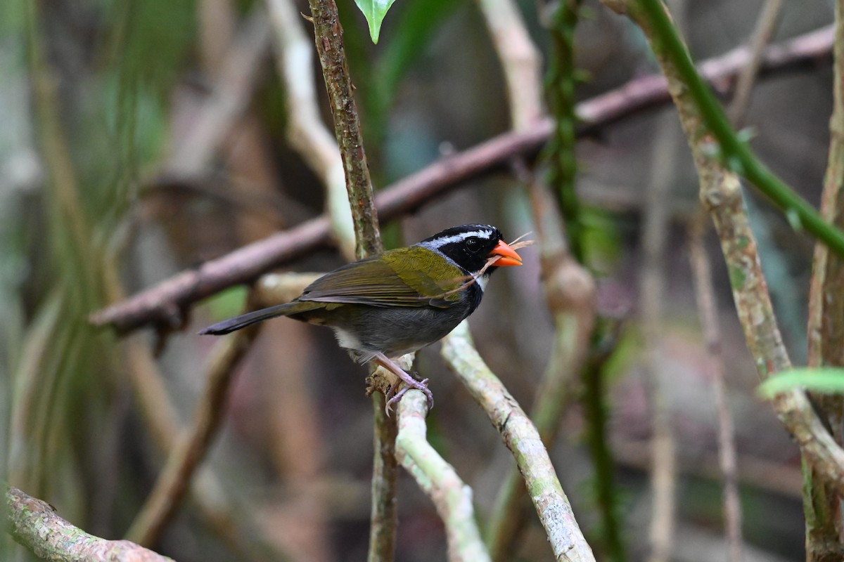 Orange-billed Sparrow - ML619996125