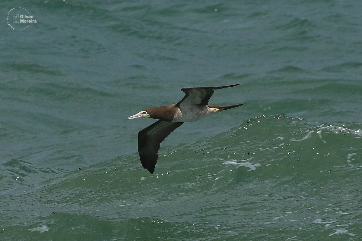 Brown Booby - ML619996127