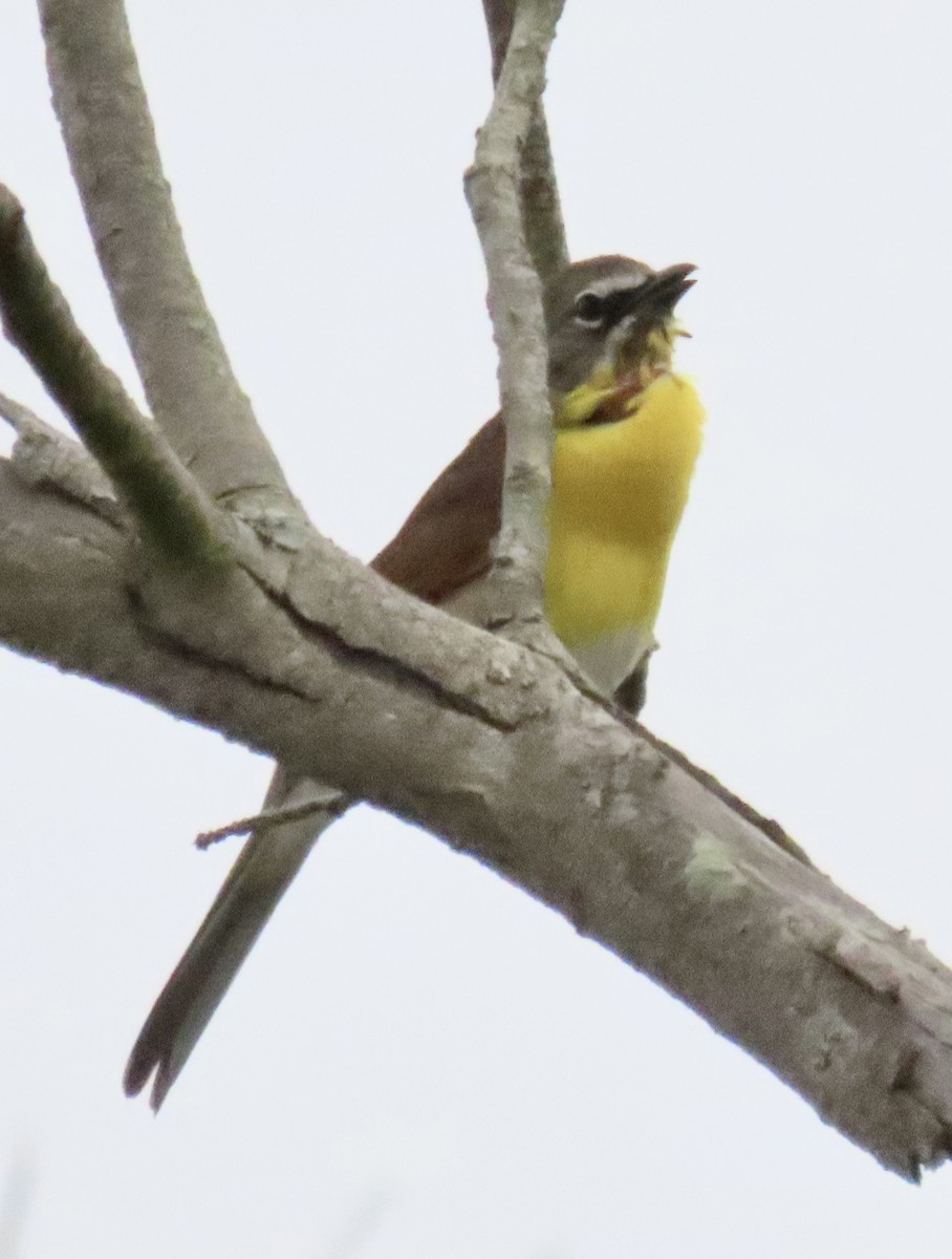 Yellow-breasted Chat - ML619996132