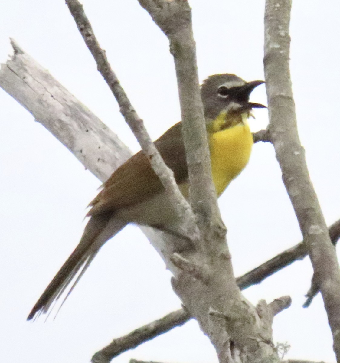 Yellow-breasted Chat - ML619996133