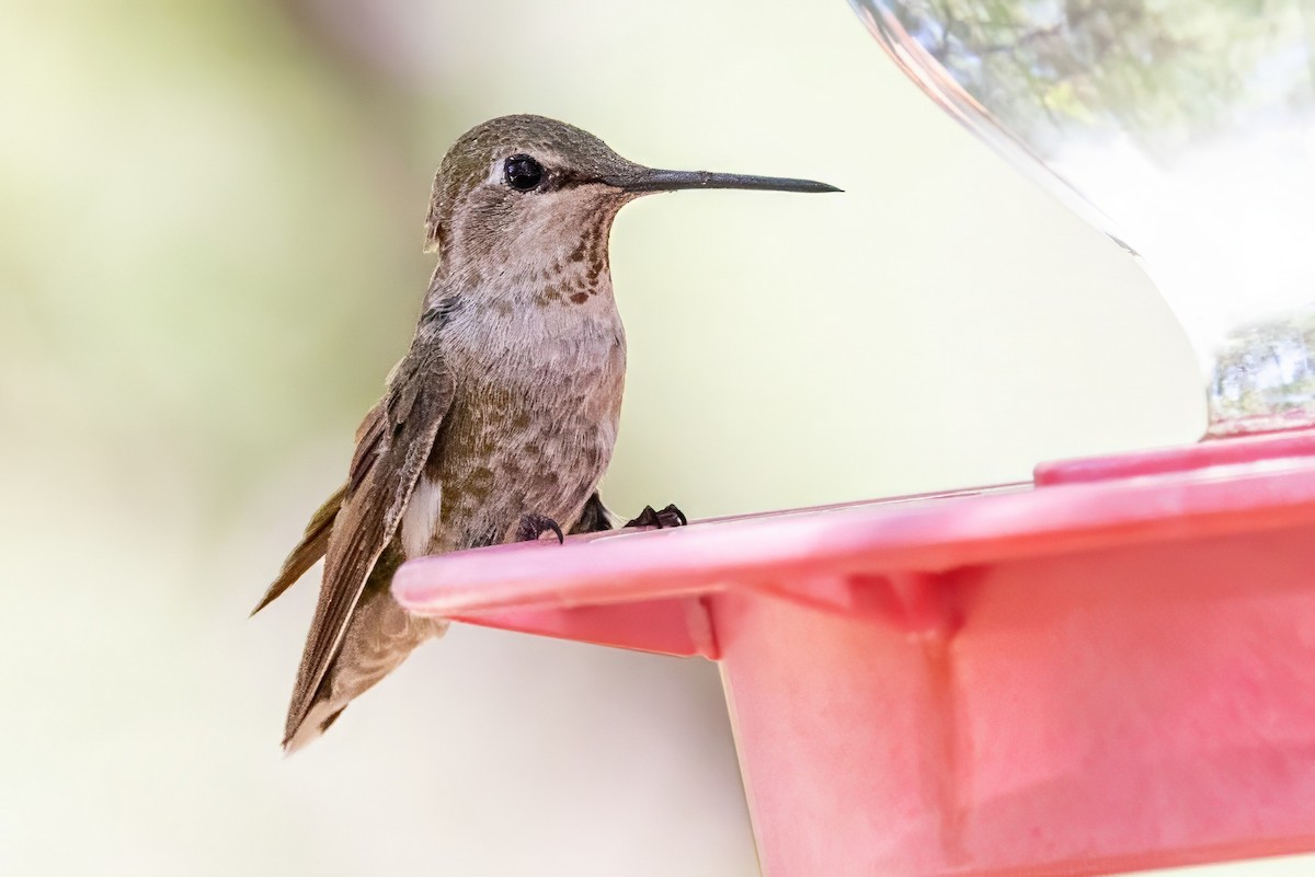 Anna's Hummingbird - ML619996153