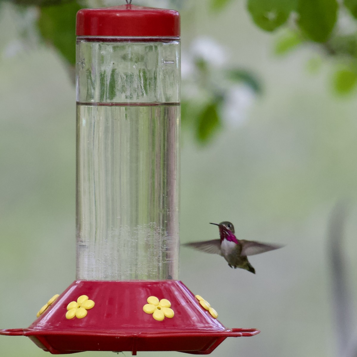 Calliope Hummingbird - ML619996155