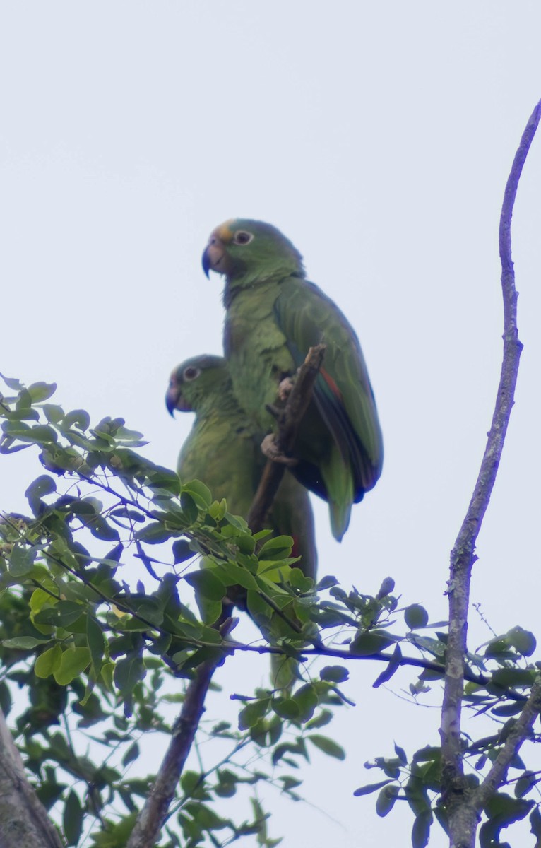 Yellow-crowned Parrot - ML619996157