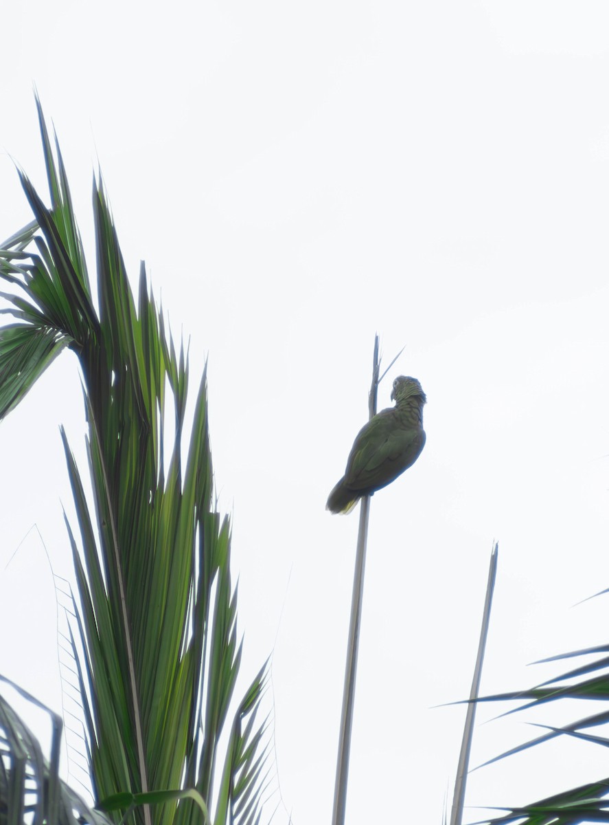 Yellow-crowned Parrot - ML619996158