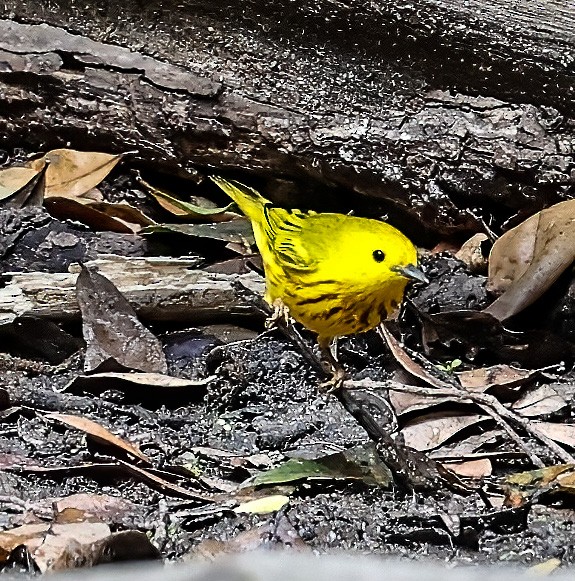 Yellow Warbler - ML619996162