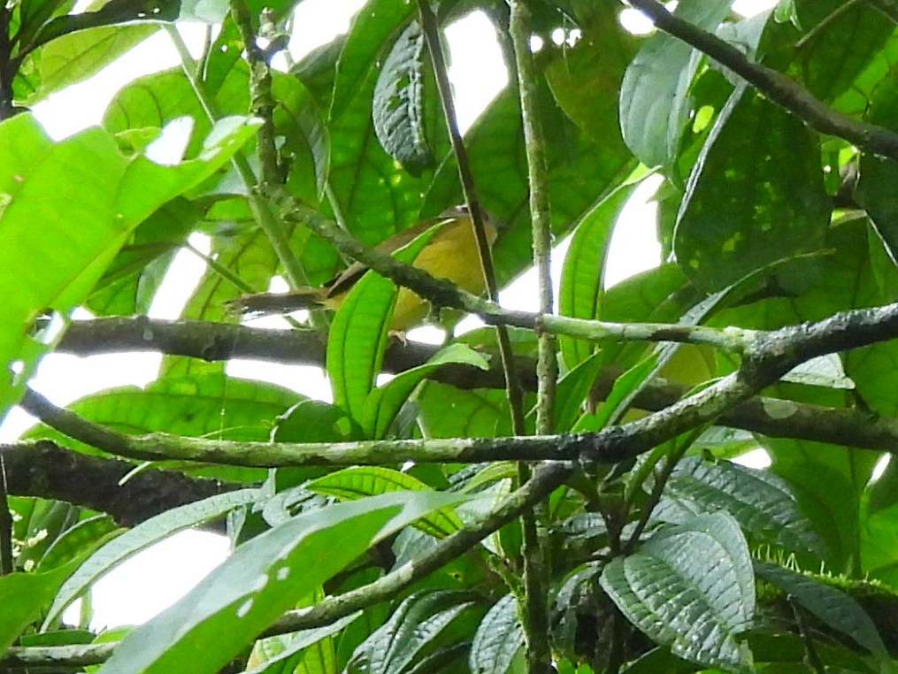 Chestnut-capped Warbler - ML619996173