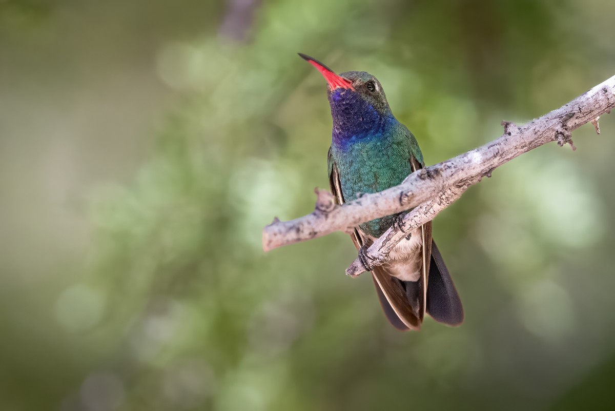 Broad-billed Hummingbird - ML619996179
