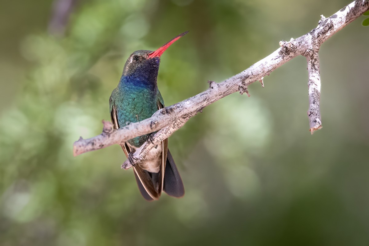 Broad-billed Hummingbird - ML619996180