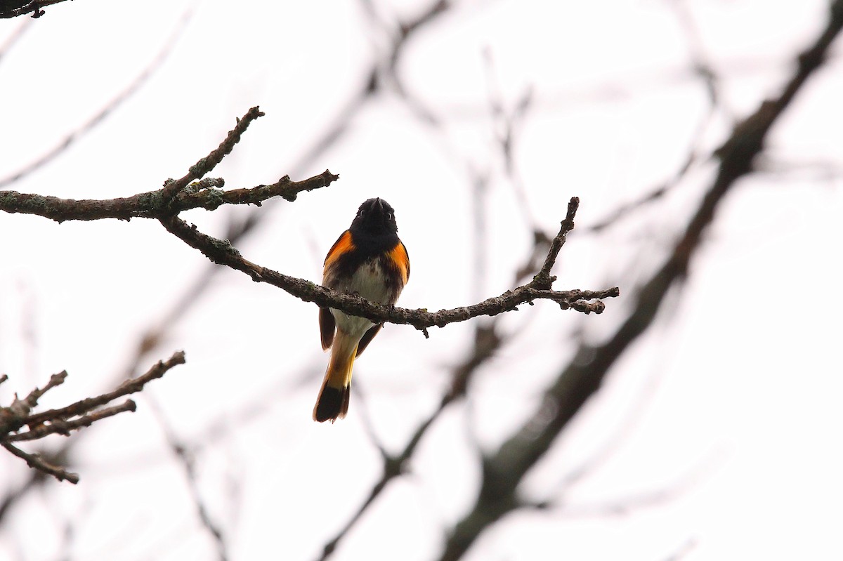 American Redstart - ML619996191