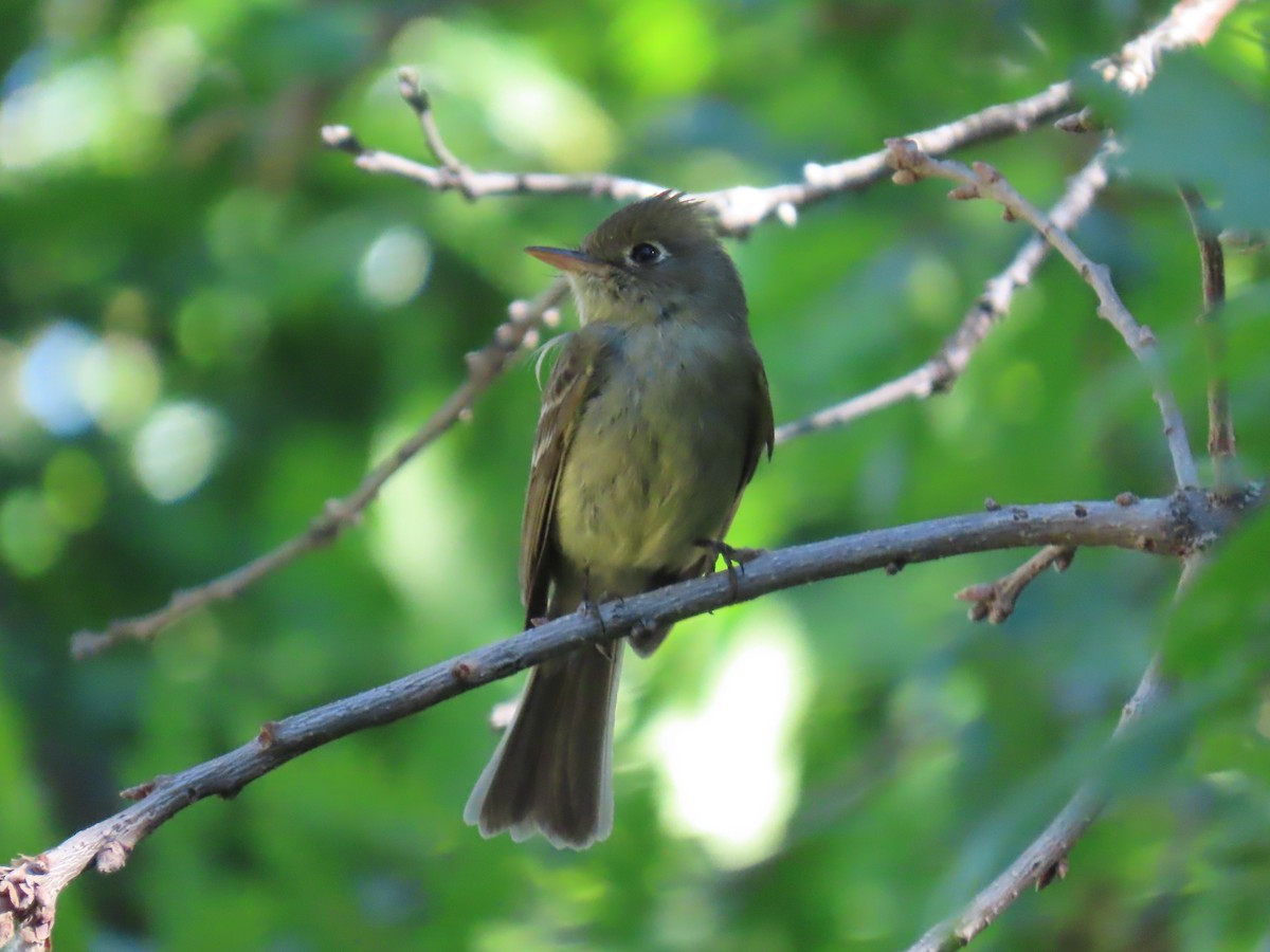 Western Flycatcher (Cordilleran) - ML619996199