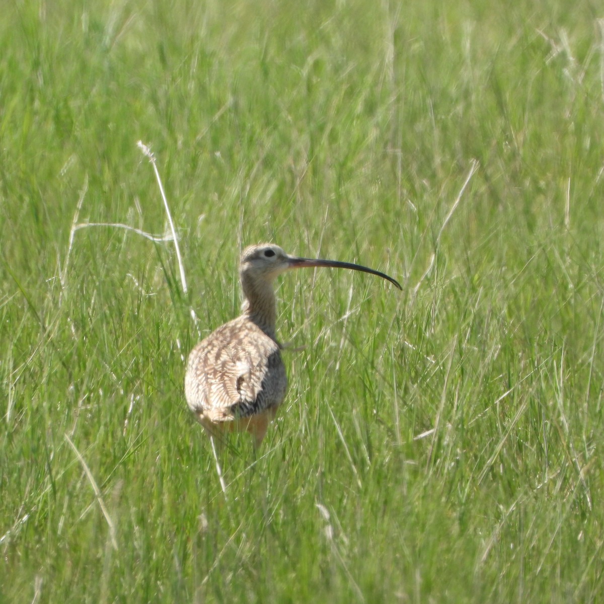 Long-billed Curlew - ML619996202