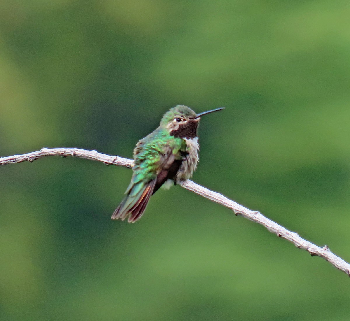 Broad-tailed Hummingbird - ML619996207