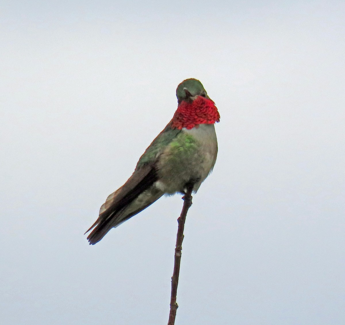 Broad-tailed Hummingbird - JoAnn Potter Riggle 🦤