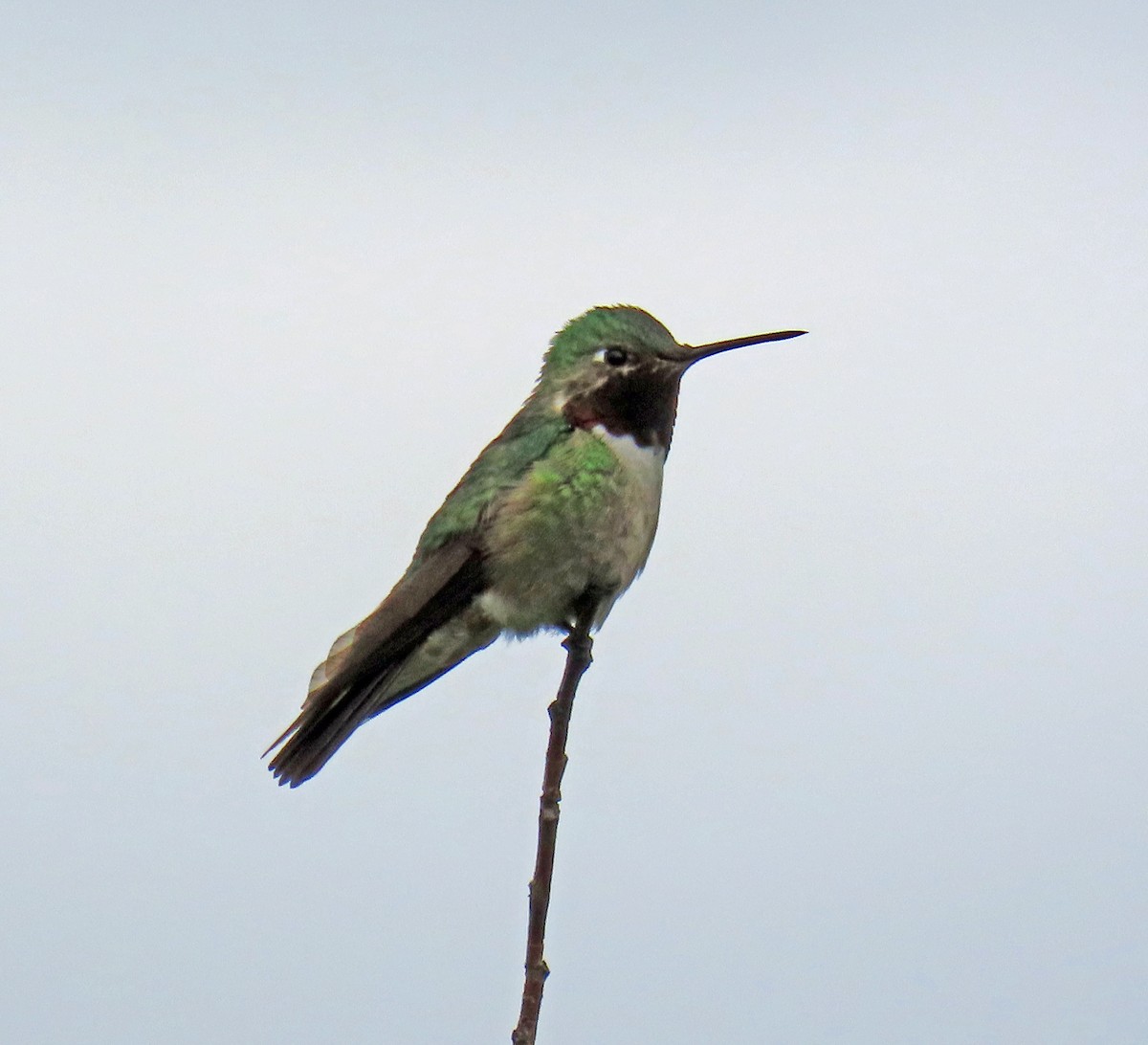 Broad-tailed Hummingbird - ML619996209