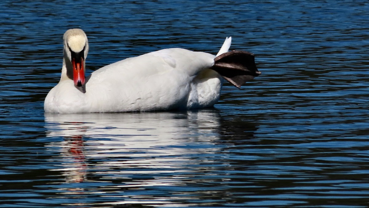 Cygne tuberculé - ML619996215