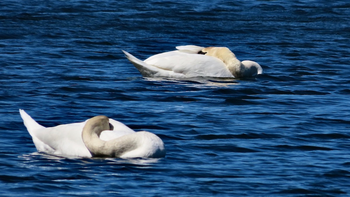 Mute Swan - ML619996216