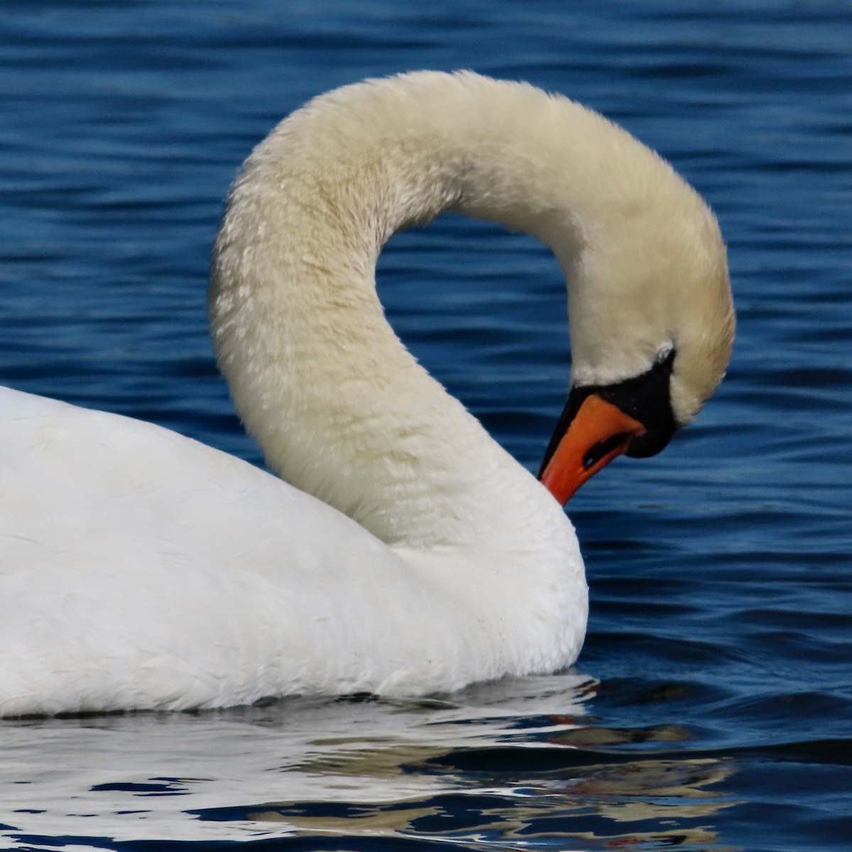 Mute Swan - ML619996221