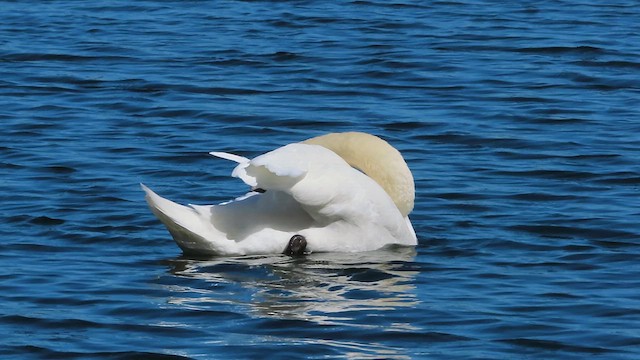 Cygne tuberculé - ML619996228