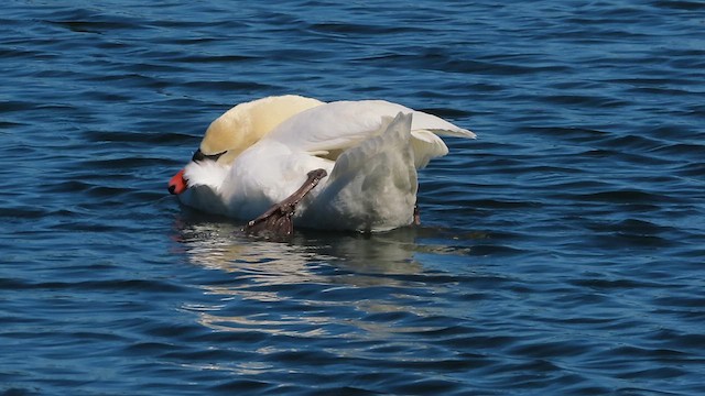 Mute Swan - ML619996229