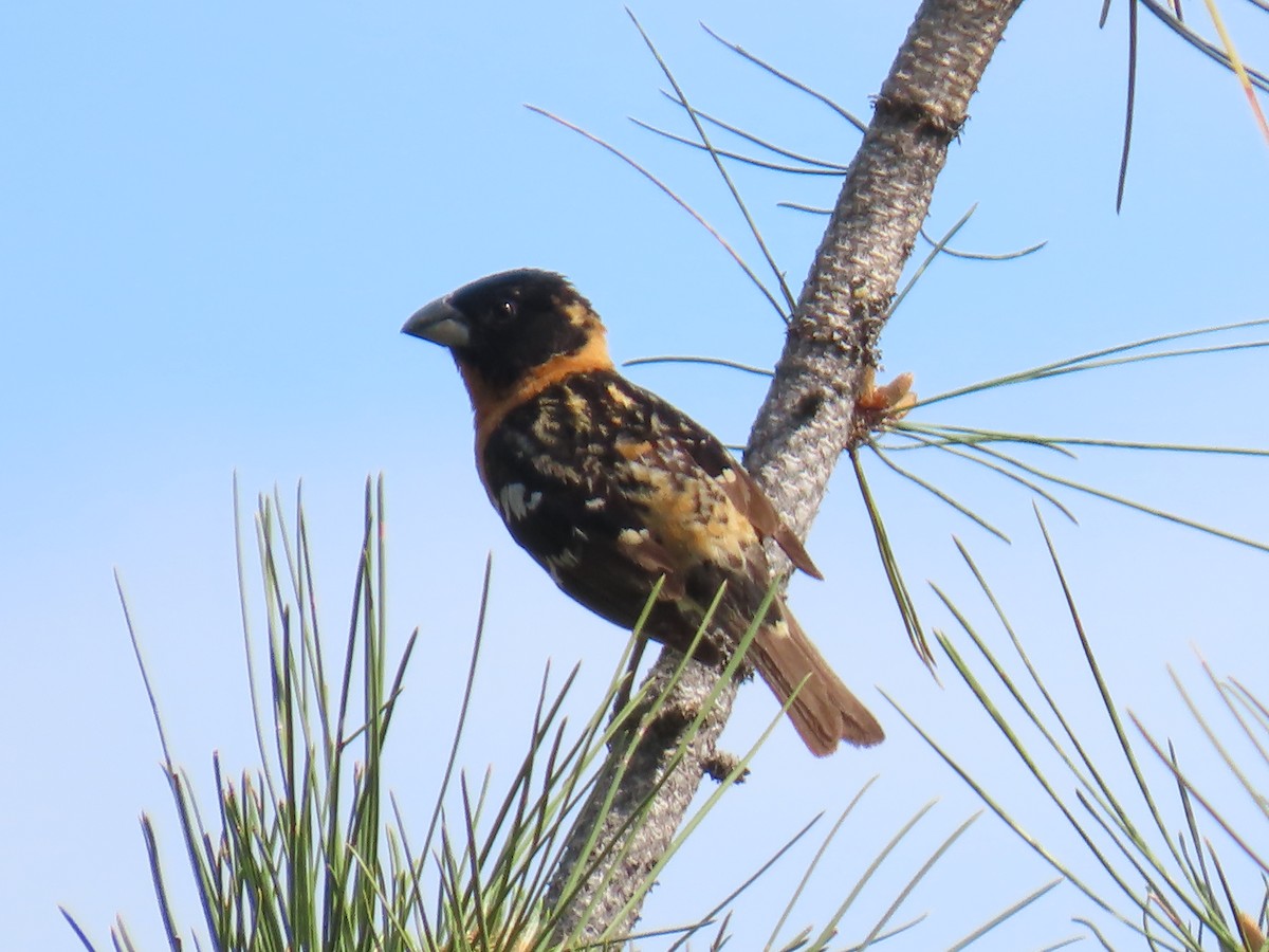 Black-headed Grosbeak - ML619996237