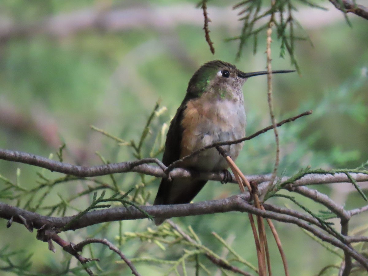 Broad-tailed Hummingbird - ML619996241